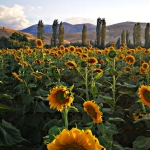 Aycicegi-Islah-Suresi-Yariya-Iniyor-SUBU8217den-Tarima-Stratejik-Hamle-featured