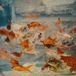 Akvaryumdan-Corbaya-Yuksek-Maliyetler-Bir-Isletmeyi-Nasil-Degistirdi-featured