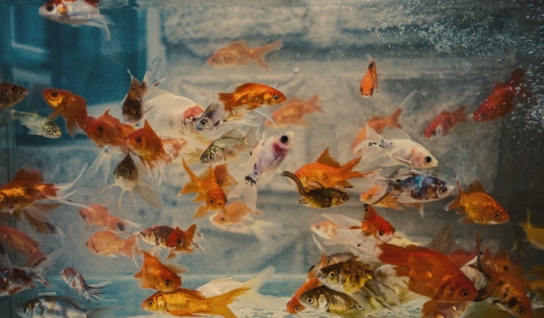 Akvaryumdan-Corbaya-Yuksek-Maliyetler-Bir-Isletmeyi-Nasil-Degistirdi-featured