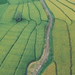 FAO-Gida-Guvenligi-ve-Tarimda-Ozel-Sektorle-Isbirligini-Derinlestiriyor-featured