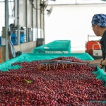 Turkiye-Kiraz-Ihracatinda-200-Milyon-Dolar-Hedefliyor-featured