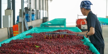 Turkiye-Kiraz-Ihracatinda-200-Milyon-Dolar-Hedefliyor-featured